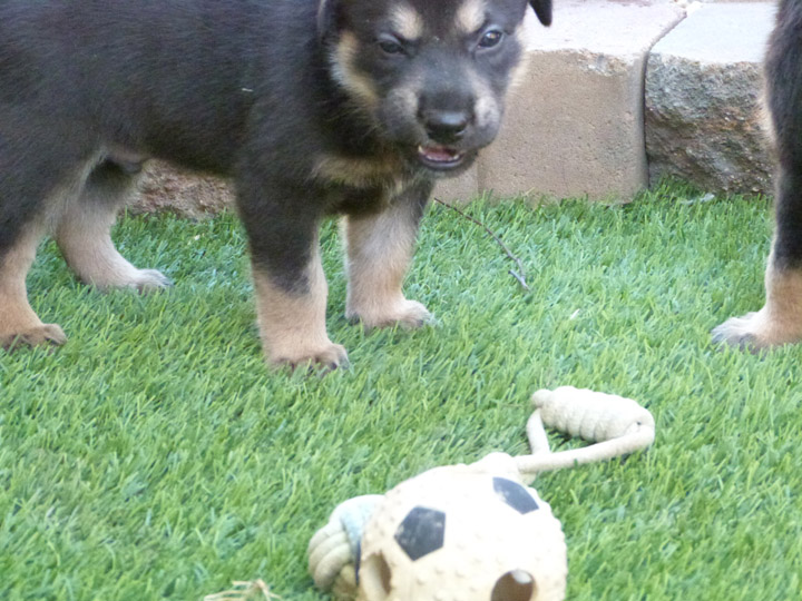 chinook dog